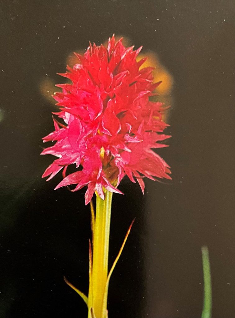 Nigritella rubra. Foto da Orchidee delle Dolomiti d
