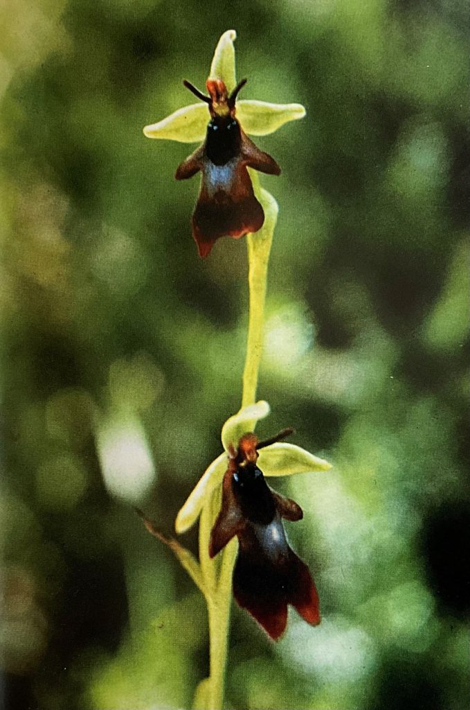 Ophrys insectifera. Foto da Orchidee delle Dolomiti d