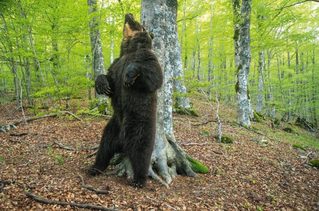 Orso marsicano @brunodamicisphoto