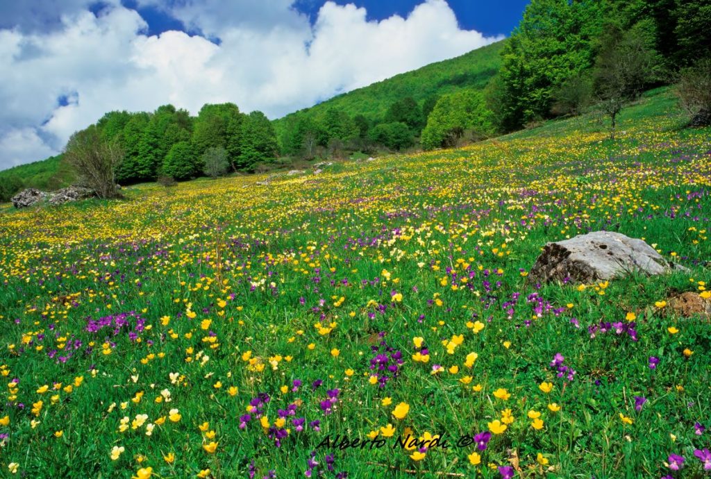 Piano di Vincenzo. Foto Alberto Nardi