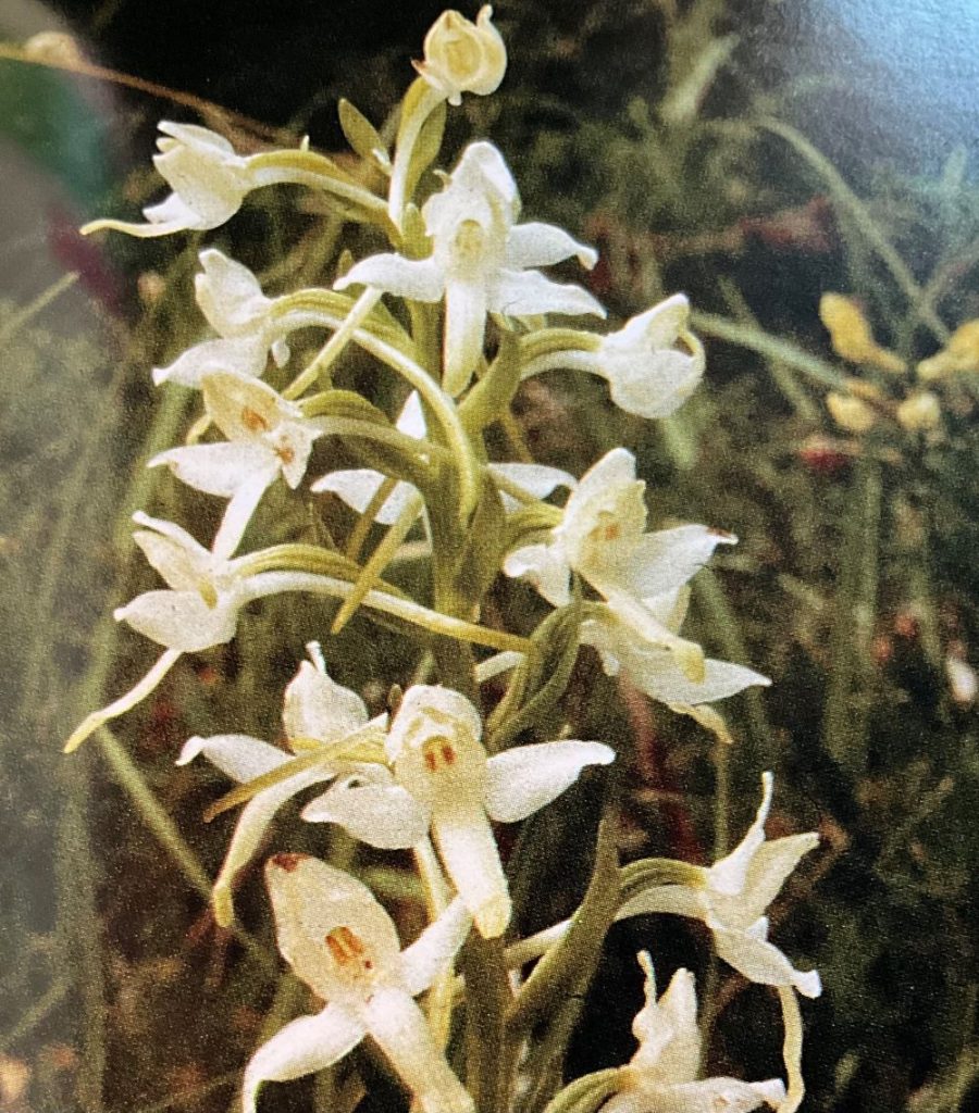 Platanthera bifolia. Foto da Orchidee delle Dolomiti d