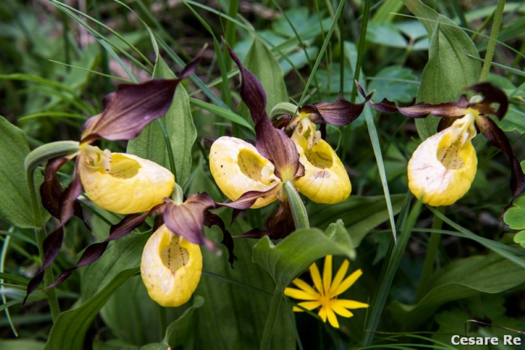 Scarpetta di Venere. Foto Cesare Re