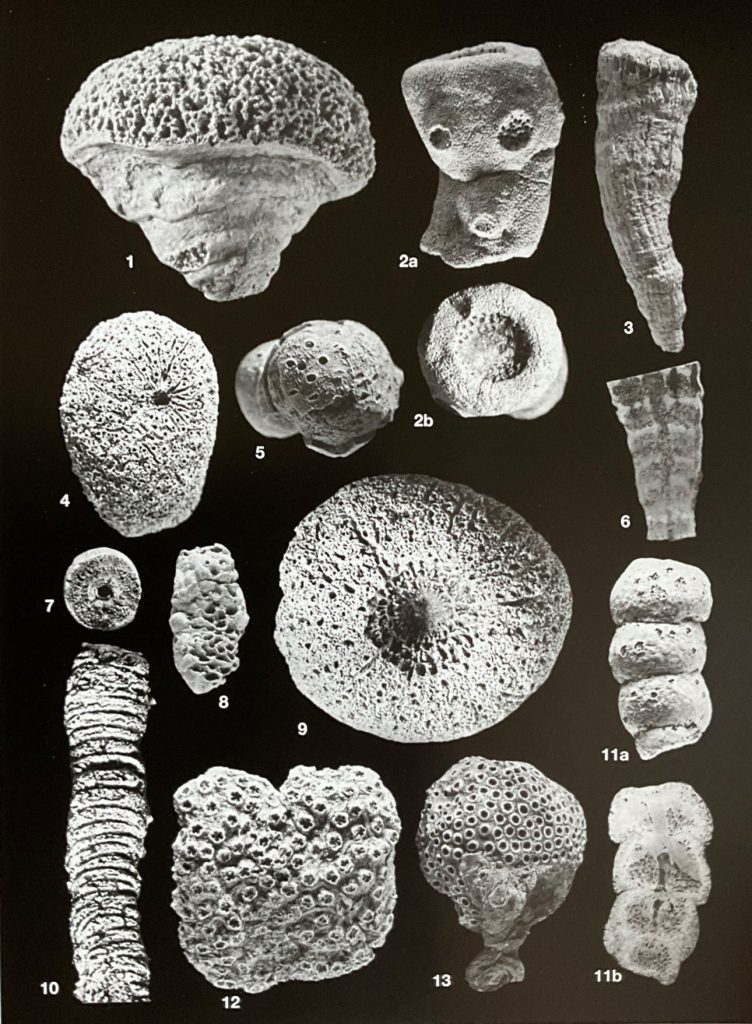 Spugne della Formazione Cassiana. Foto Rinaldo Zardini