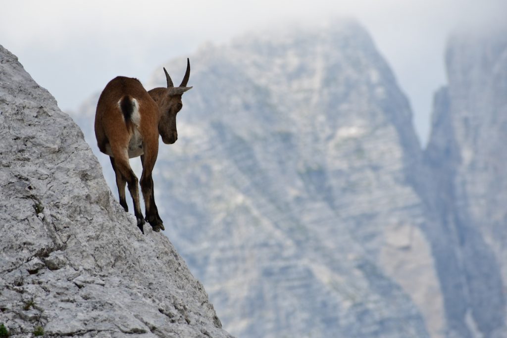 Stambecco a Sella Nabois