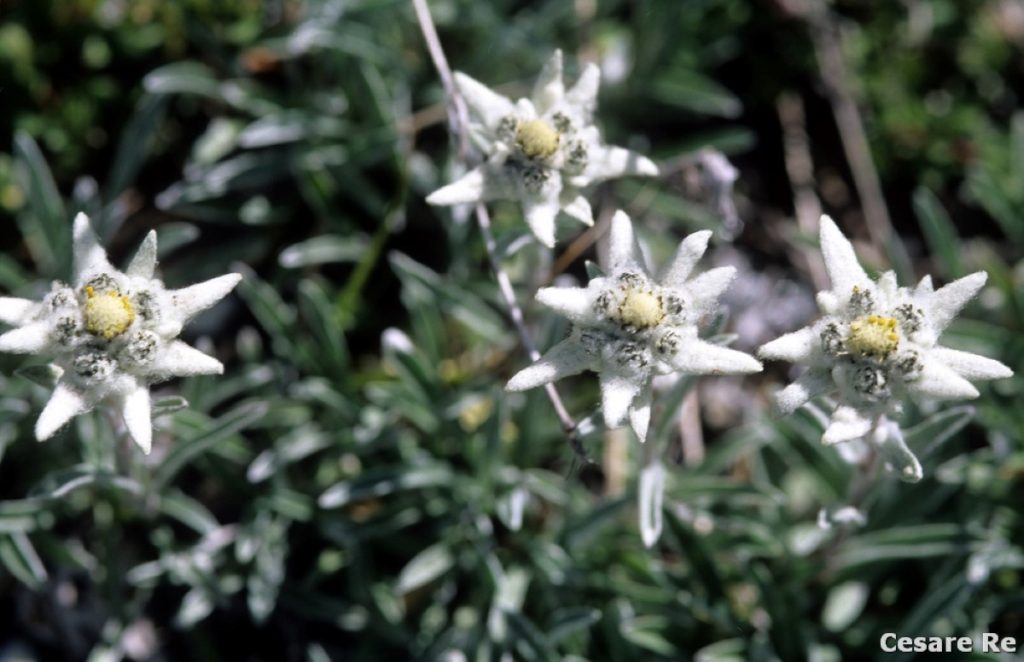 Stelle alpine (Leontopodium alpinum). Foto Cesare Re