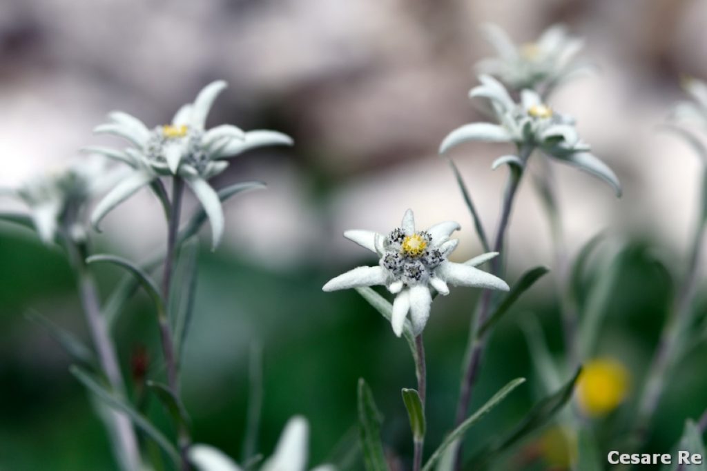 Stelle alpine. Foto Cesare Re