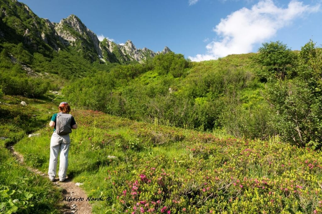 Tra i rododendri lungo il sentiero 269. Foto Alberto Nardi