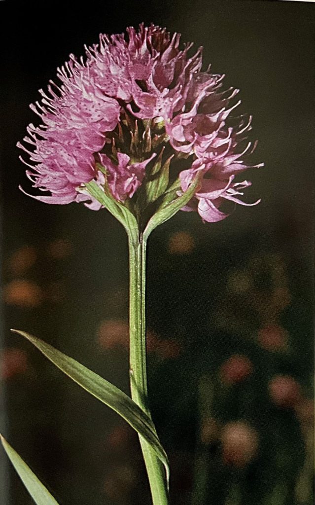 Traunsteinera globosa. Foto da Orchidee delle Dolomiti d