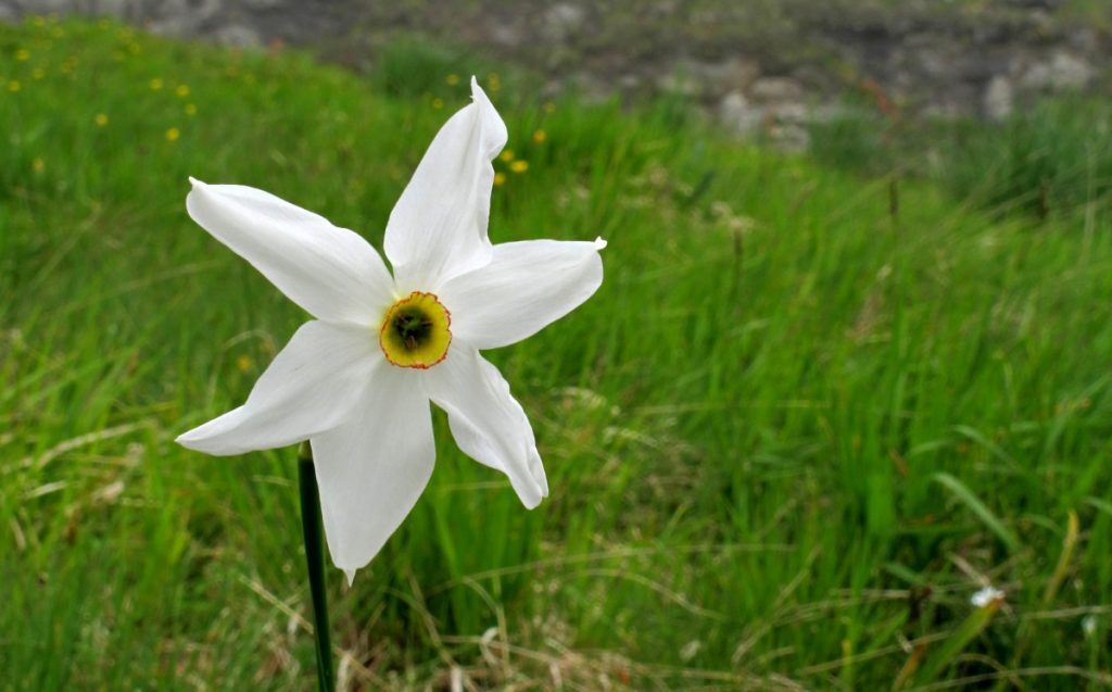Un narciso alle Cento Fonti. Foto Stefano Ardito