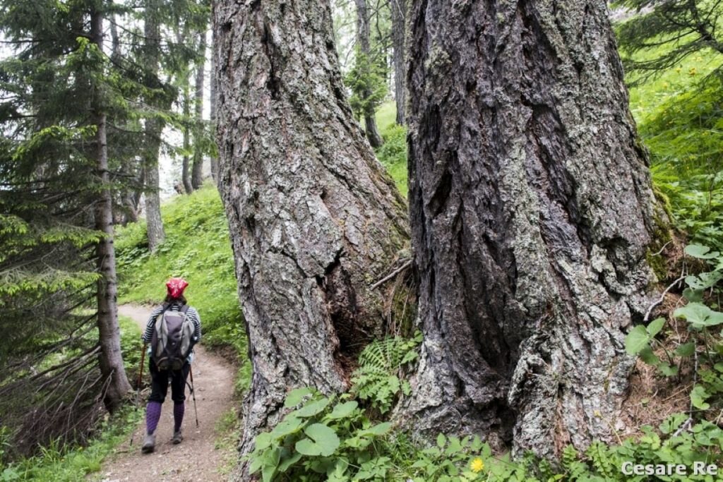 Un tratto nel bosco lungo il Sentiero del cacciatore. Foto Cesare Re