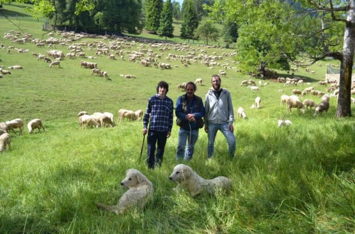 A scuola di pastorizia nel Parco delle Orobie bergamasche