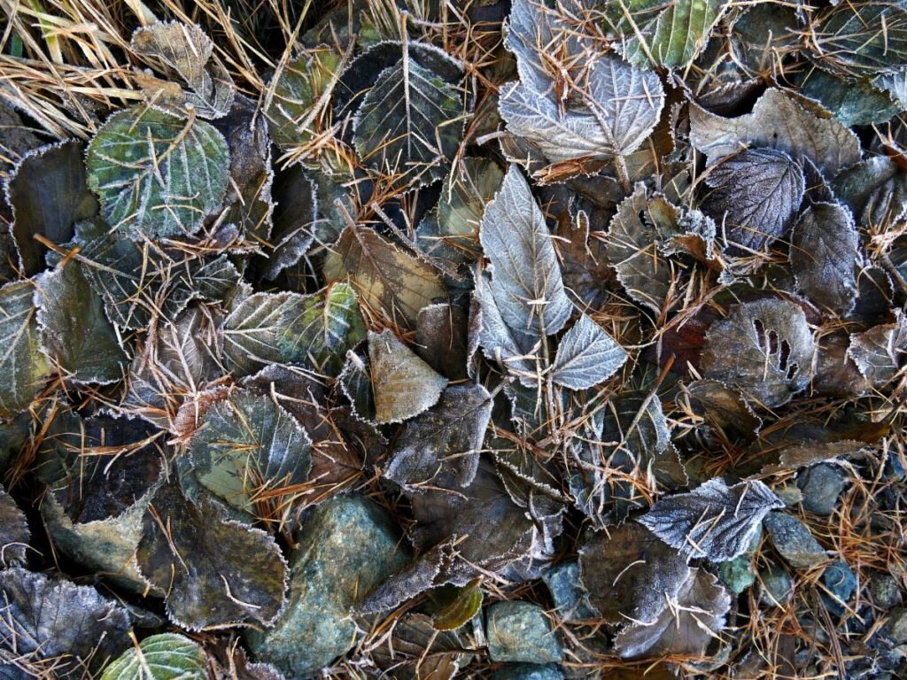 A testa in giù, prima brinata - Ivanna Maria Cerruti