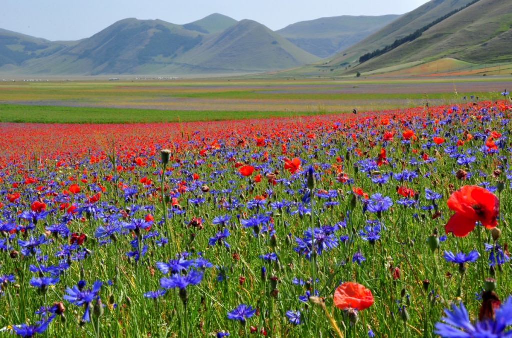 Castelluccio, fioriture sul Pian Grande, foto Stefano Ardito
