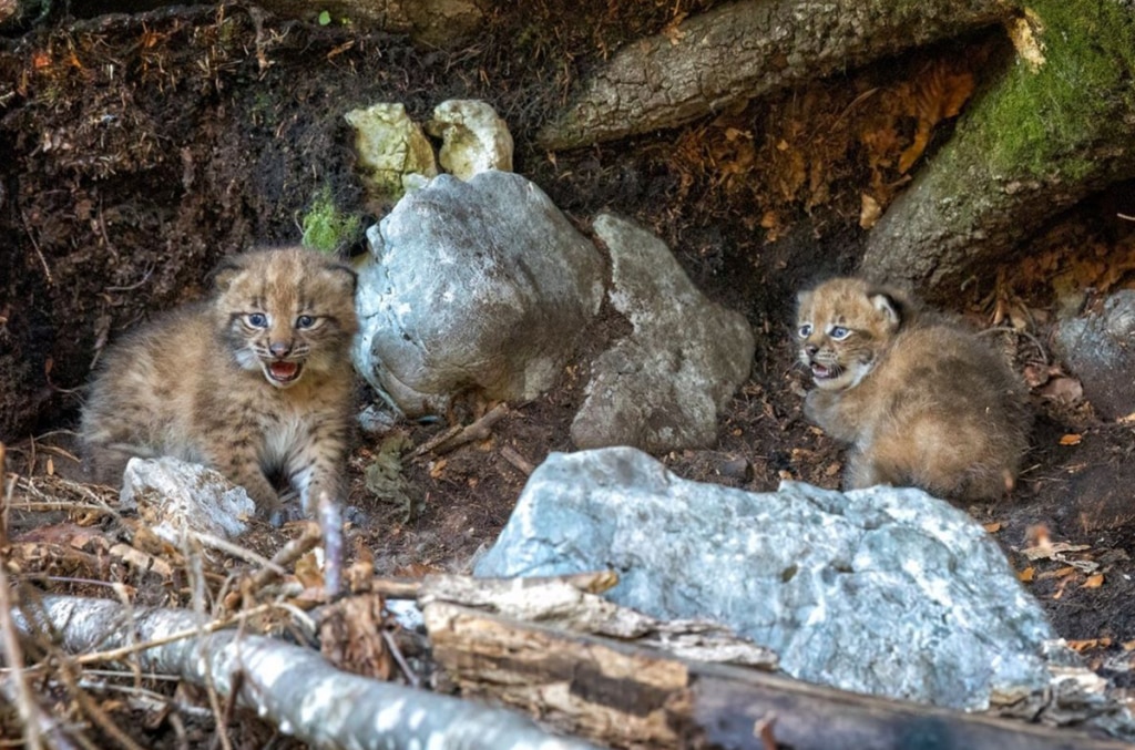 I due cuccioli di lince appena nati, foto Ermes Furlani - WWF