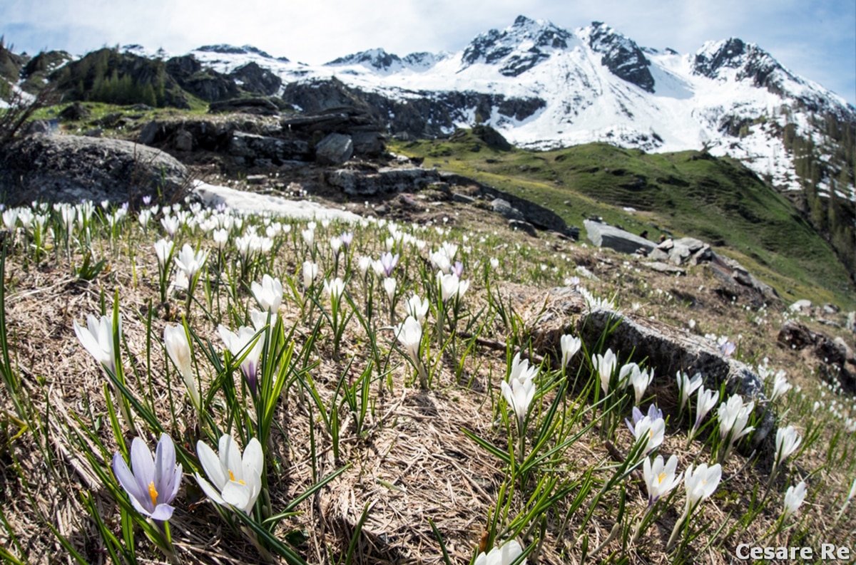 Una gita in montagna per fotografare i fiori