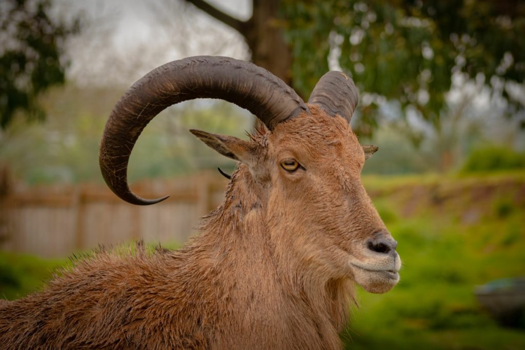 Ammotragus lervia @ AdobeStock