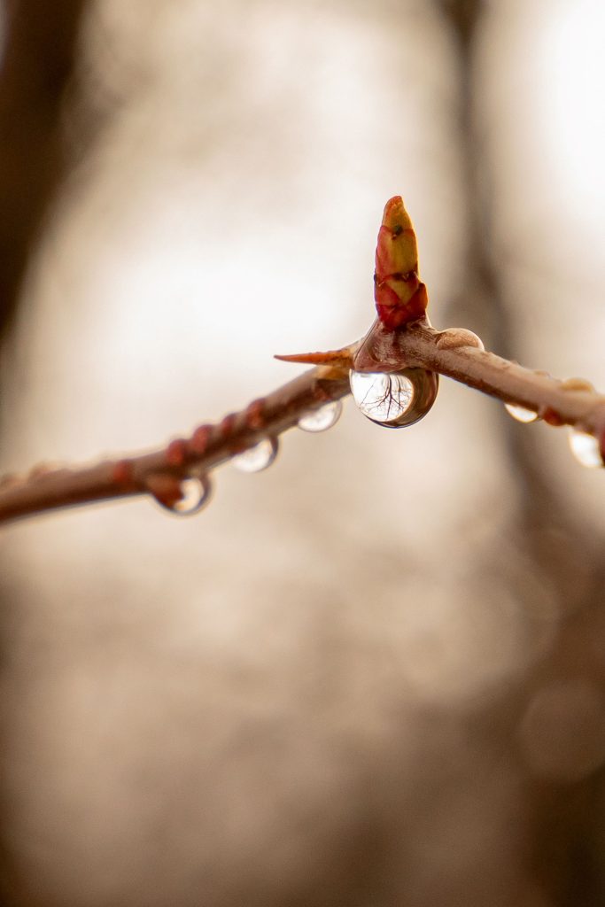 Aqua est vita - Ilenia Noussan