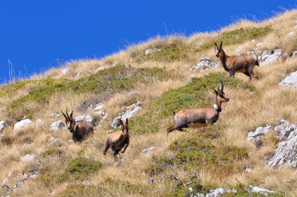 Camosci in Val di Bove, foto SA