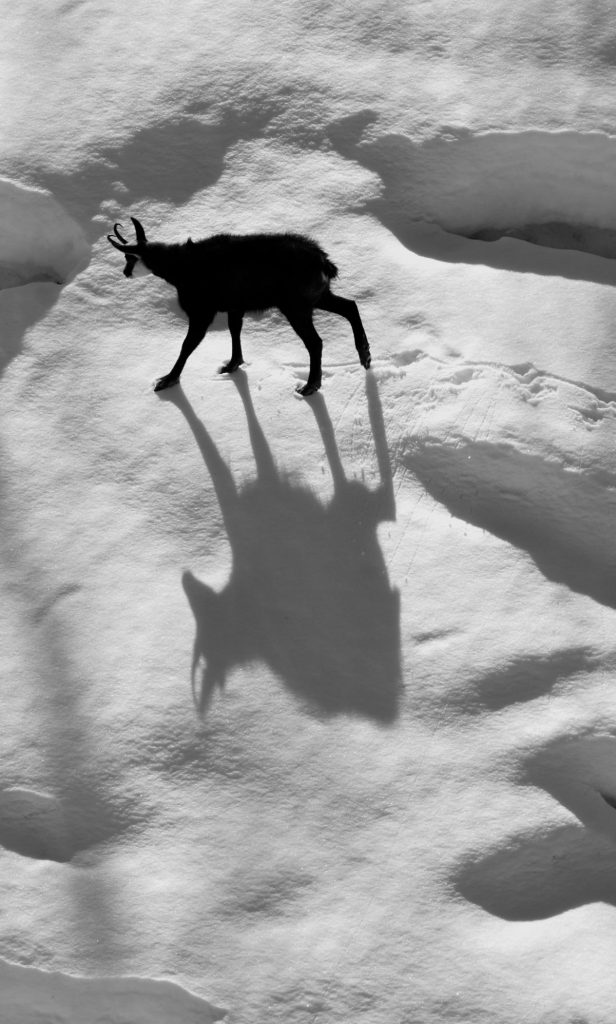 Cubismo di camoscio - Alessandro Oggioni