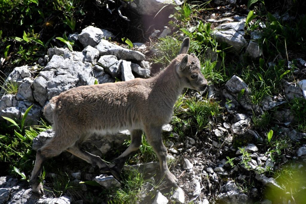 Cucciolo di stambecco al bivacco Stuparich. Foto Stefano Ardito