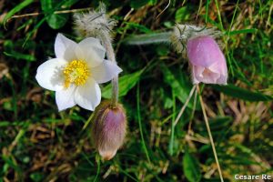 Pulsatille primaverili. Durante una semplice escursione, avevo una sola ottica.