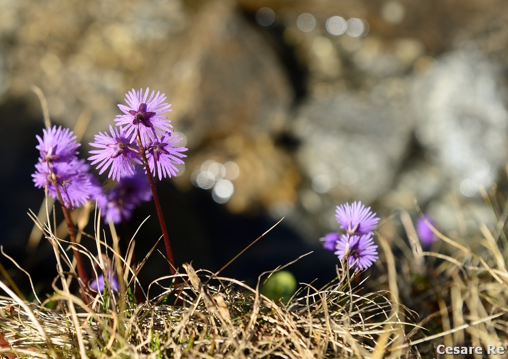 Soldanelle. Uno dei fiori che annunciano il disgelo e la primavera in montagna. Immagine scattata con lo zoom “normale”.