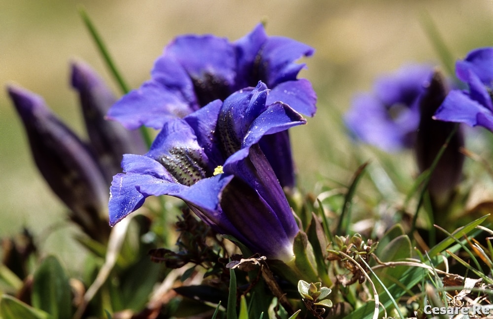 Genziane nei pressi del rifugio Barba Ferrero, in Valsesia. Anche in questo caso non avevo il macro. Ero in cerca di stambecchi.