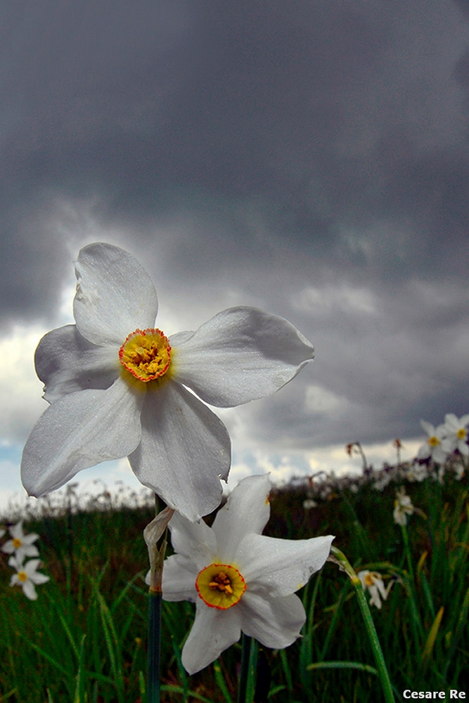 In questo caso, il narciso è stato fotografato durante una sessione apposita di fotografia di fiori, con tutto il necessario.