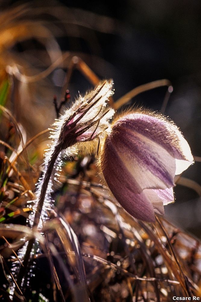 Ancora in controluce, per questa pulsatilla. E