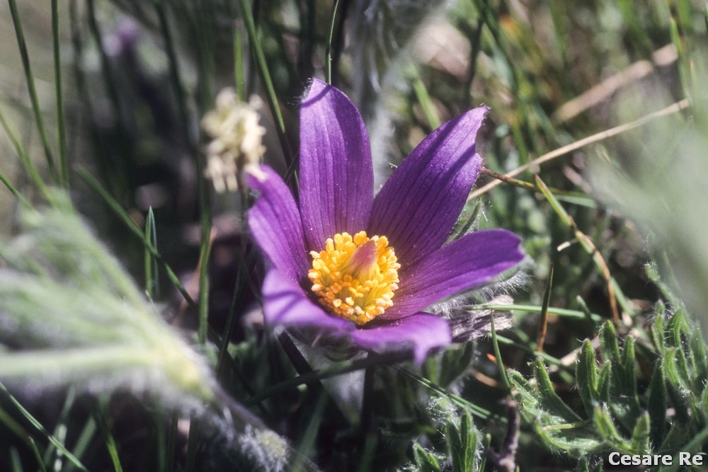 Pulsatilla viola, nel Vallone del Grauson, nei pressi di Cogne, una zona bellissima per la fotografia di fiori.