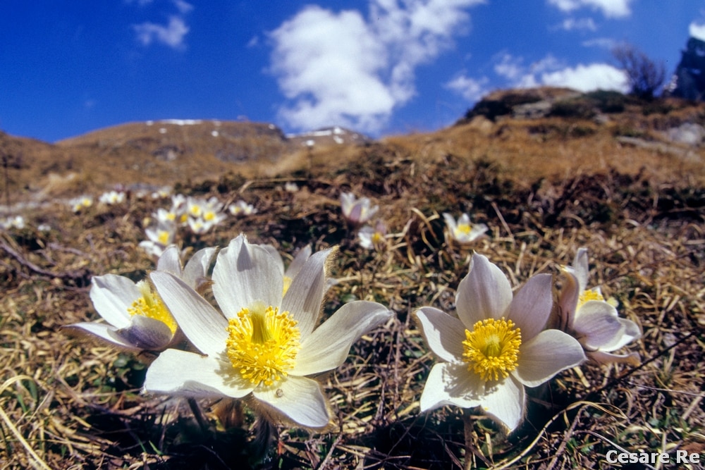 Foto scattata con ottica grandangolare, per una visione d'insieme di fiori e paesaggio.