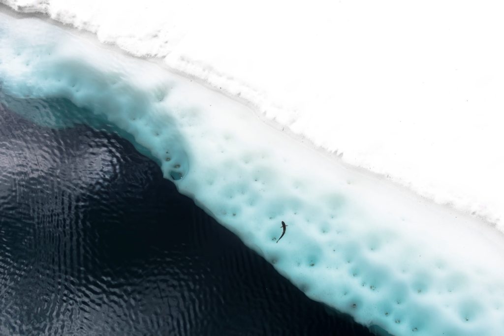 Ghiaccio - Basileo Stanislao