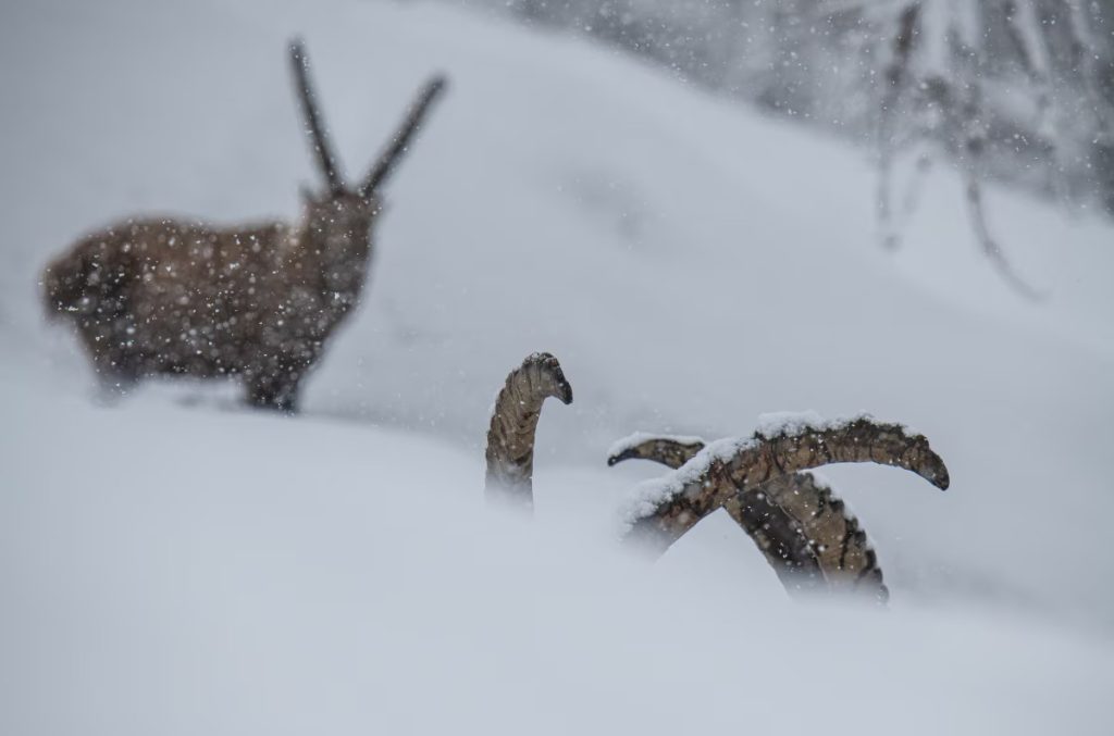 Guarda le immagini più belle del concorso fotografico “Sottosopra – Il mondo a testa in giù” indetto da Fondation Grand Paradis