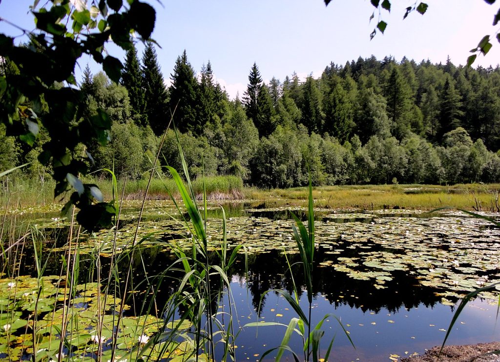 Il biotopo Palù Longa @ Wikimedia Commons