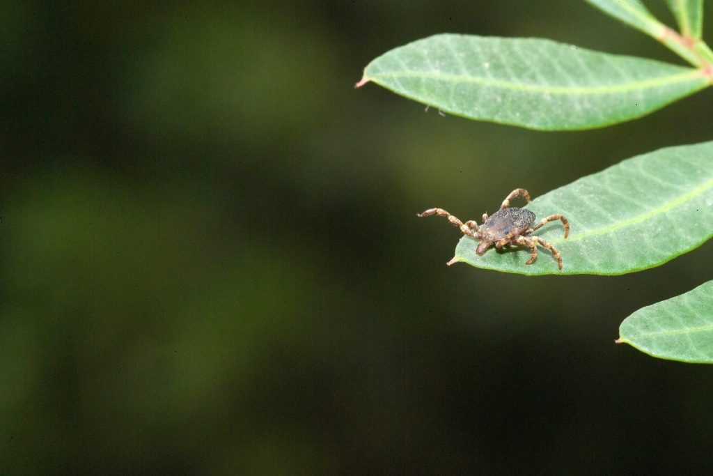 Il cambiamento climatico ha portato le zecche anche ad alta quota. @AdobeStock