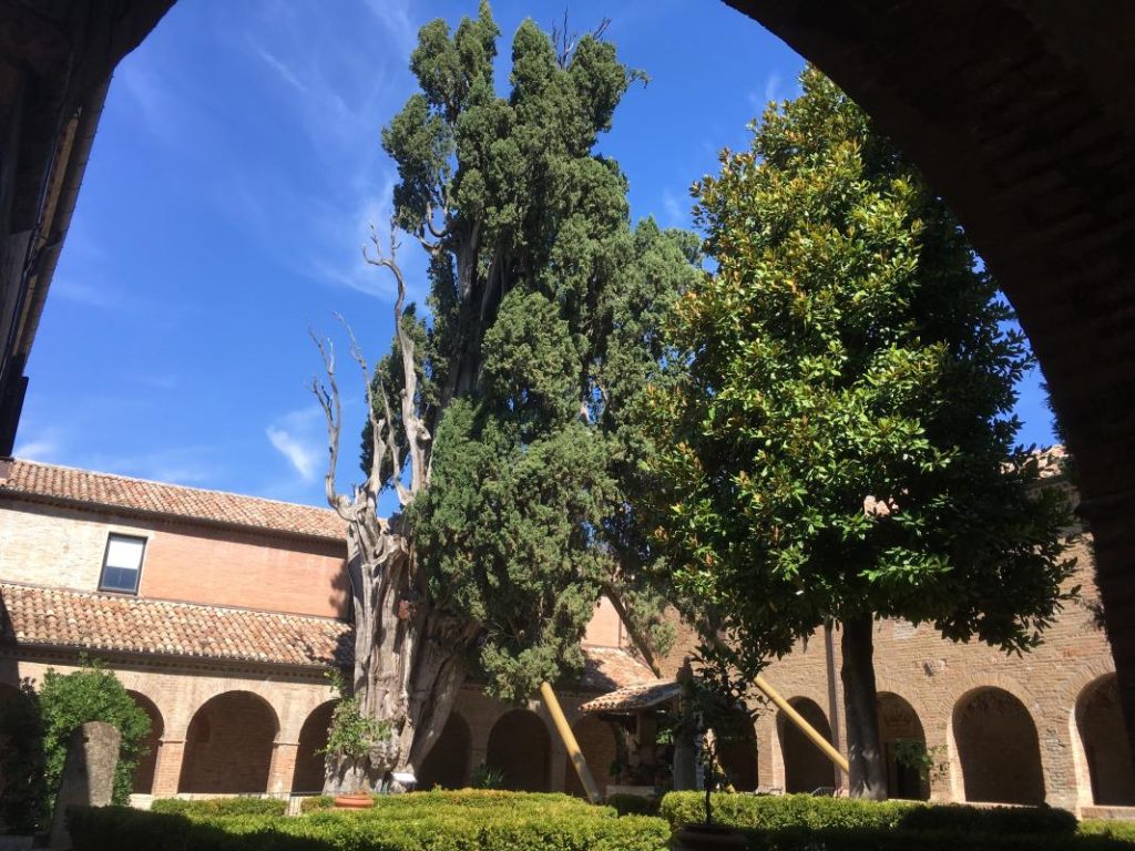 Il cipresso di San Francesco a Villa Verucchio. Foto Marco Pacelli