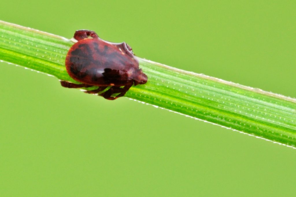 In pianura la stagione delle zecche non finisce mai @AdobeStock