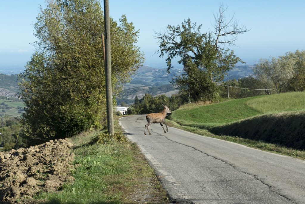 Incontro imprevisto. Foto Roberto Carnevali