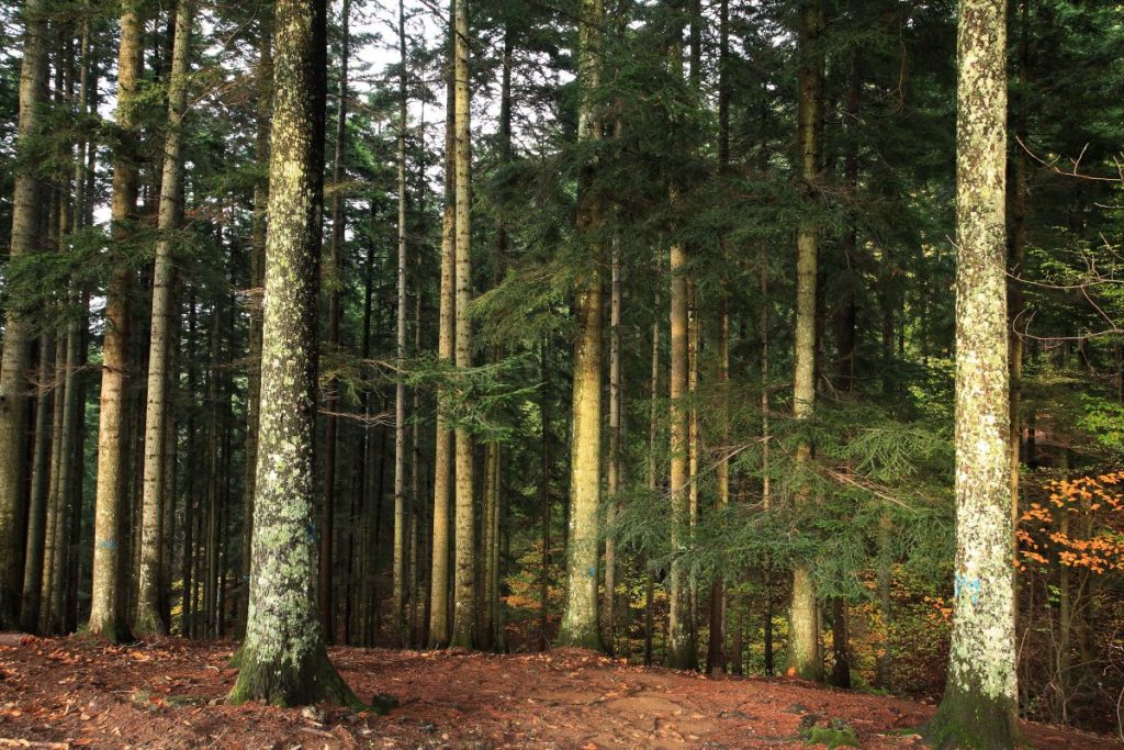 La foresta di Vallombrosa @ AdobeStock