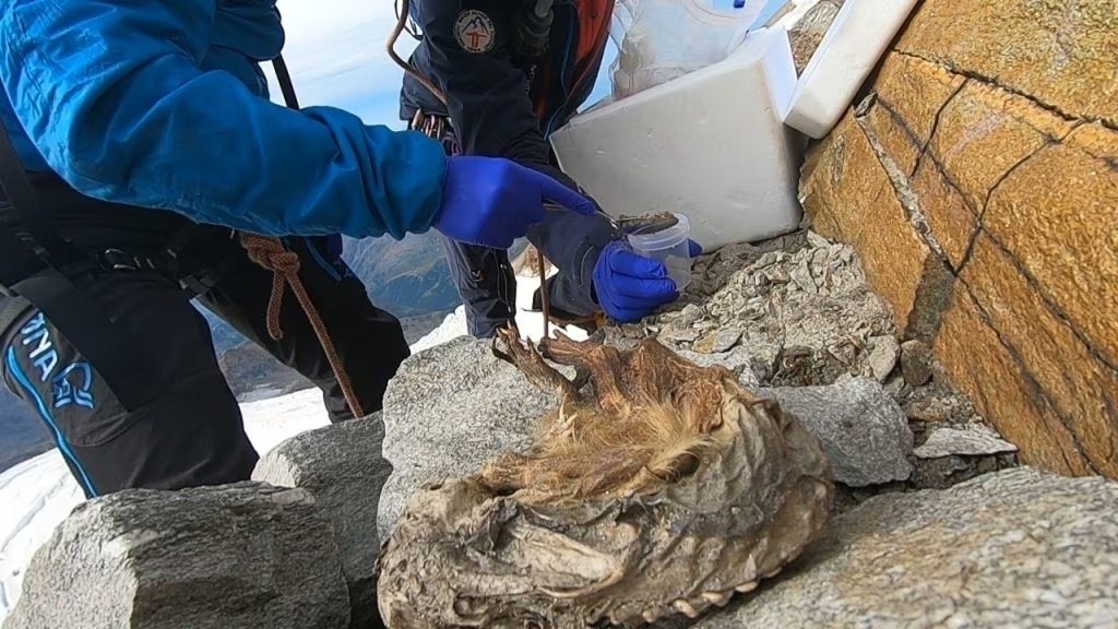 Le operazioni di recupero della marmotta nel 2022. Foto Velca Botti, Museo Regionale Scienze Naturali Efisio Noussan