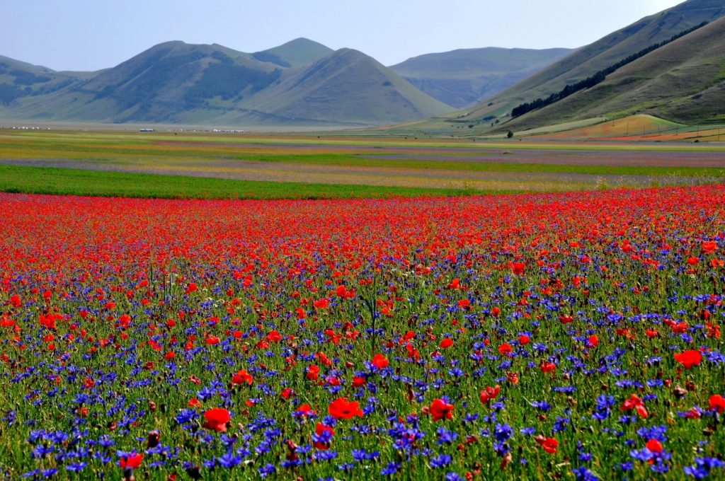 Lo spettacolo delle fioriture ai Piani di Castelluccio di Norcia. Foto Stefano Ardito
