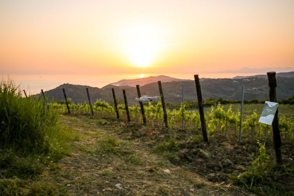 Lunghi tratti del Cammino si snodano tra i vigneti dell