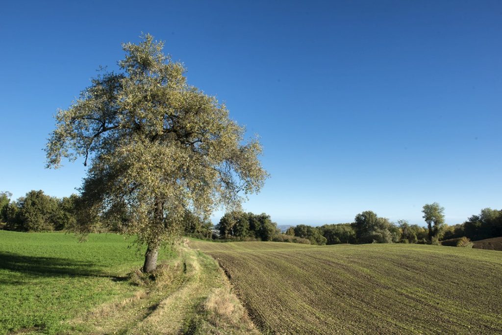 Lunghi tratti senza difficoltà altimetriche. Foto Roberto Carnevali