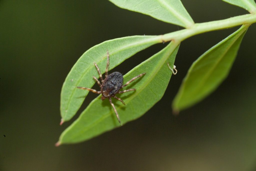 Mai sottovalutare una puntura @AdobeStock