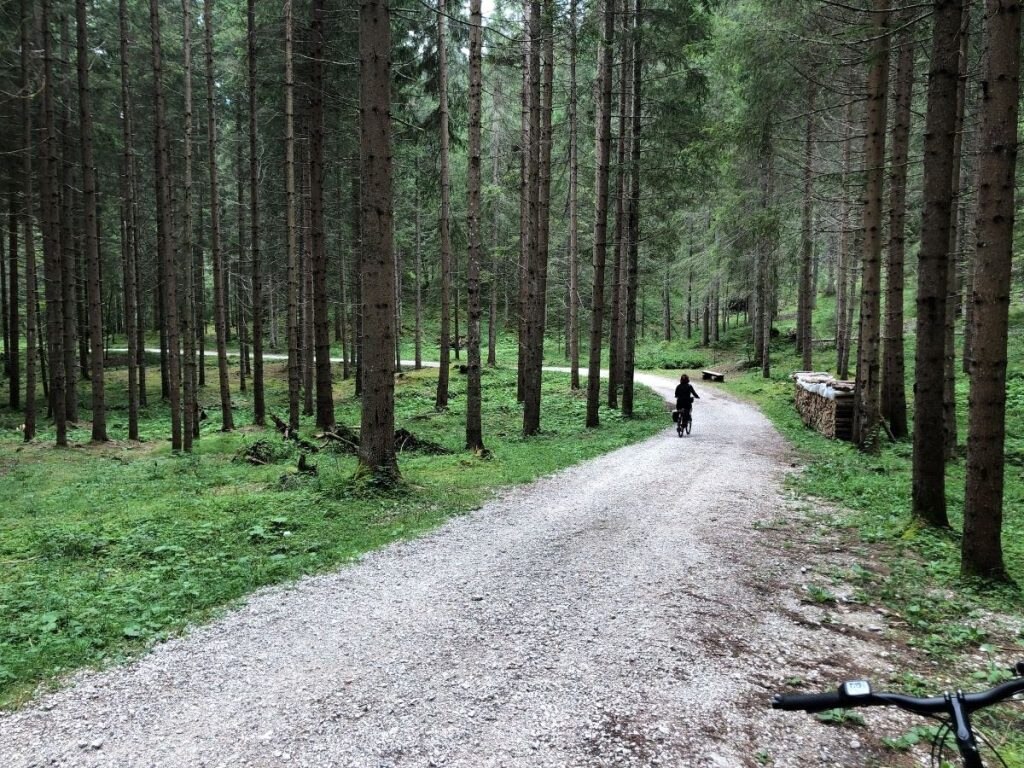 Nei boschi del Parco delle Dolomiti Ampezzane. Foto Massimo Spampani