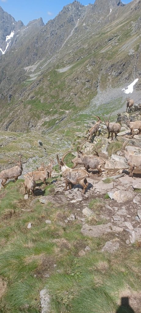 Ospiti abituali. FB Rifugio Brunone