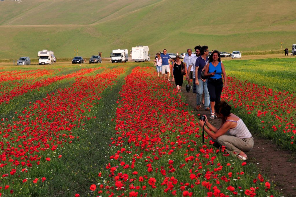 Papaveri e turisti. Foto Stefano Ardito