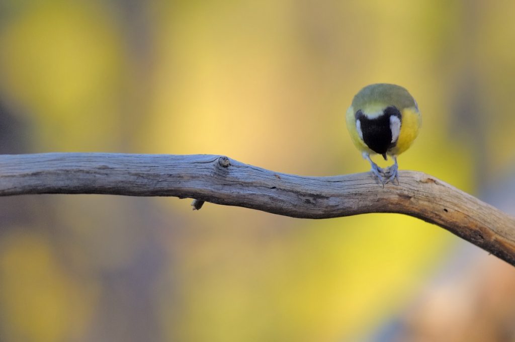 Parus major - Stefania Urbini