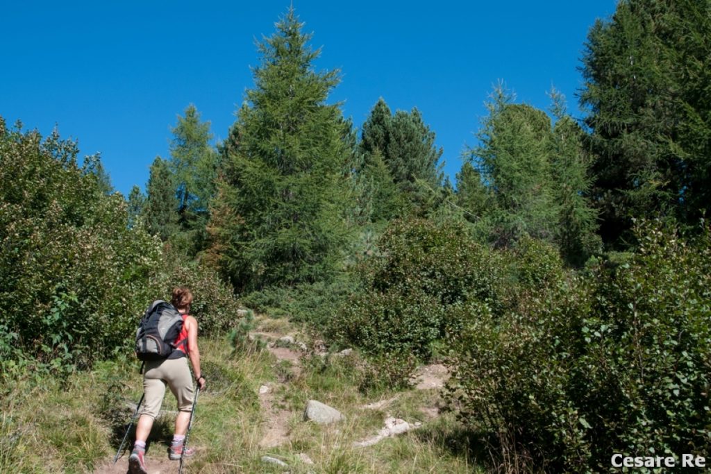 Salendo da Malga Vallazza verso le Lastè. Foto Cesare Re