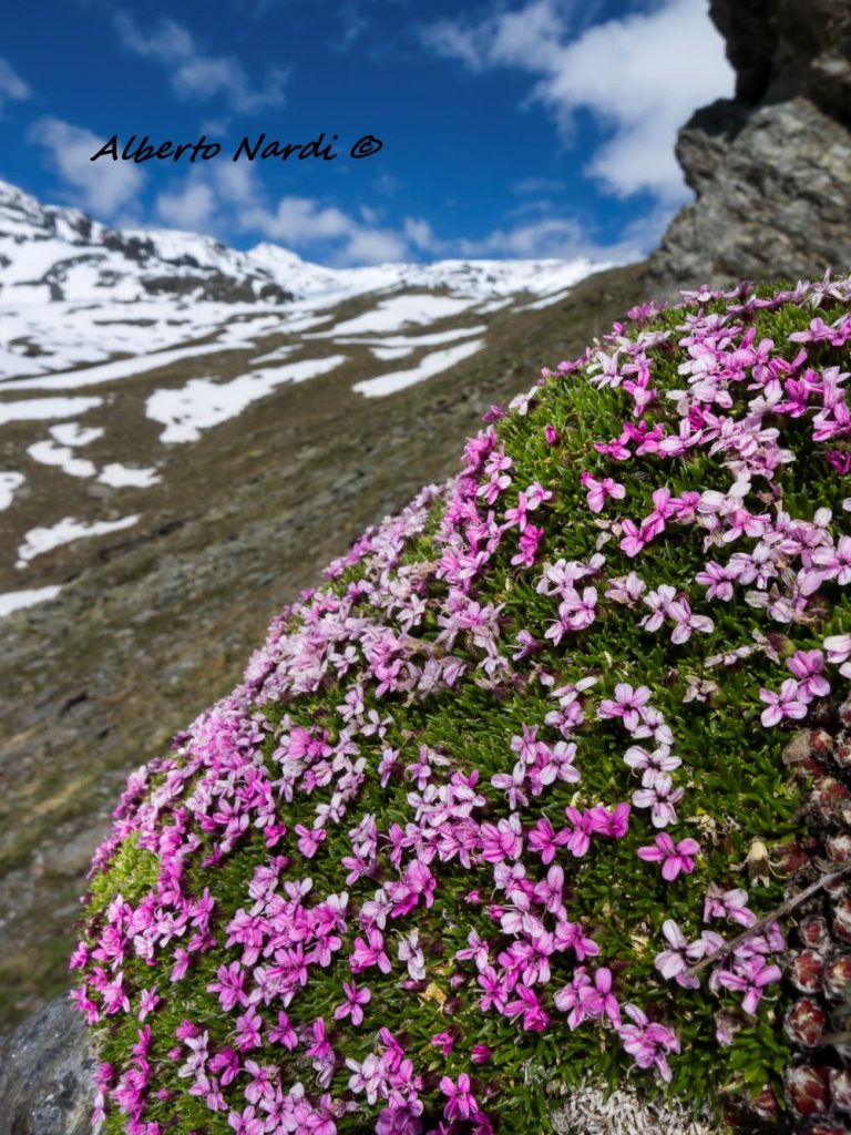 Silene a cuscinetto. Foto Alberto Nardi